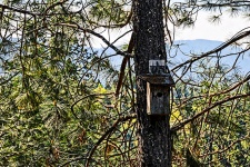 Vogelhuis in Pine Tree