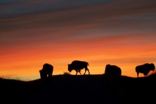 Bison Buffalo em Sunrise
