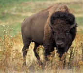 Bison Buffalo Portrét