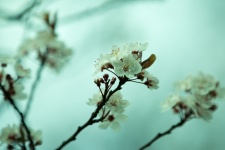 Blossom Flowers On A Branch