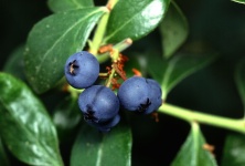 Blueberries Ready For Picking