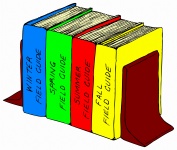 Bookshelf In Colors