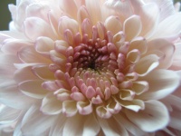 Ljusa Chrysanthemum Blomma