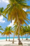 Caribbean Palm bomen