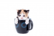 Cat et tasse