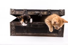 Kat in koffer