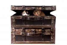 Katze im Koffer getrennt auf Whit