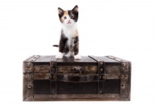 Katt i resväska