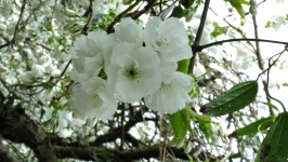 Cherry Blossom Blumen
