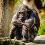 šimpanz sedící