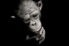 A csimpánzok