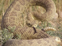 Enroulé Rattlesnake