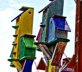 Colorful Bird Houses