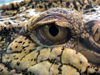 Crocodile Eye Macro Vista