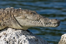Krokodyl odpoczynku na skale