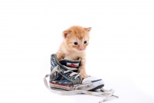 Cute Kot w butach