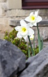 Daffodil Flowers White