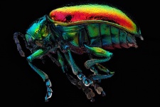 Dogbane Beetle Macro Vista