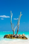árbol seco en una playa tropical