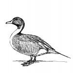 Duck ilustrace kliparty