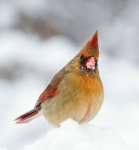 Femeie Cardinalul în zăpadă