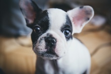 Franse Bulldog Portret van het Puppy