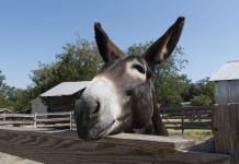 Friendly Mule