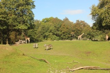 Giraffes And Zebras At The Zoo