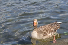 Graylag Goose on the Serpentine