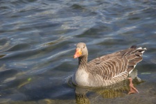 Graylag Goose on the Serpentine