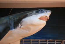Great white shark model 2