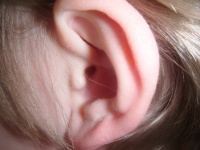 человеческое ухо
