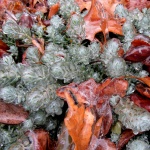 Ice-coated Sedum And Leaves