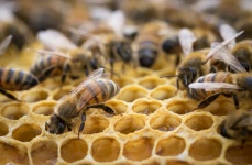 Dentro de la colmena de abejas
