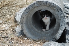 Kitten In A Tube