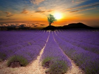 Lavendel fält