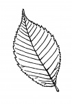 Leaf Outline Clipart Illustration