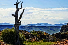 Samotne drzewo na szczycie Mesa