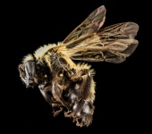 Makro profil Bee