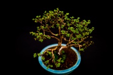 Miniaturowe drzewa japoński bonsai