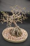 Miniaturowe drzewa japoński bonsai