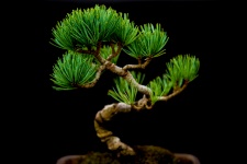 Miniatură copac bonsai japoneză
