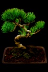 Miniatură copac bonsai japoneză