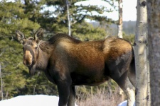 Moose Cow Portrait