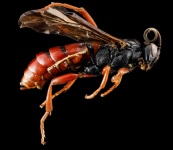 Mounted Wasp Macro View