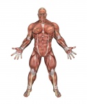 Hombre muscular 2