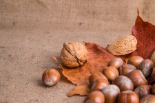 Nuts And Autumn Leaf