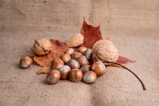Nuts And Autumn Leaf