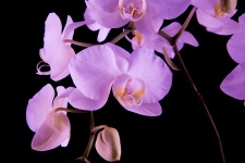 Orquídea - flor