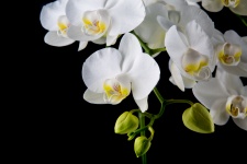 Orchid - fiore